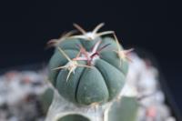 Echinocactus horizonthalonius VZD 470 G